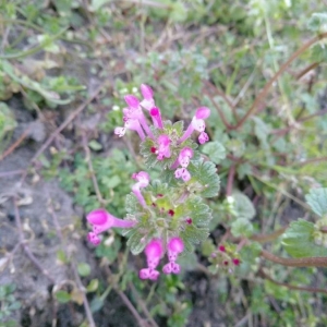 Photographie n°2277802 du taxon Lamium amplexicaule L.