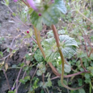 Photographie n°2277803 du taxon Lamium amplexicaule L.