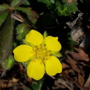 Photographie n°2277810 du taxon Potentilla tabernaemontani Asch. [1891]