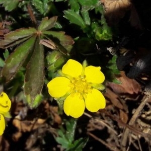 Photographie n°2277811 du taxon Potentilla tabernaemontani Asch. [1891]