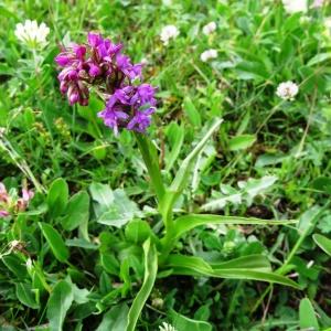 Photographie n°2277835 du taxon Dactylorhiza sambucina f. rubra (Winterl) Hyl. [1966]