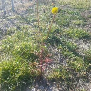 Photographie n°2277937 du taxon Sonchus oleraceus L. [1753]