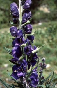 Liliane Roubaudi, le 19 juillet 2001 (Eyne)