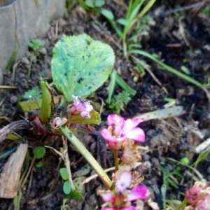 Photographie n°2278010 du taxon Bergenia crassifolia (L.) Fritsch [1889]