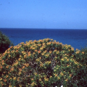 Photographie n°2278020 du taxon Euphorbia dendroides L. [1753]