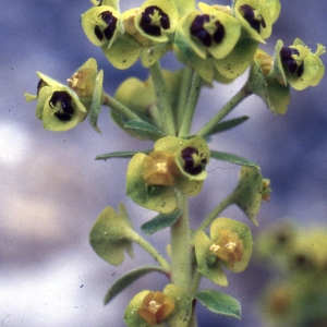Photographie n°2278024 du taxon Euphorbia dendroides L. [1753]