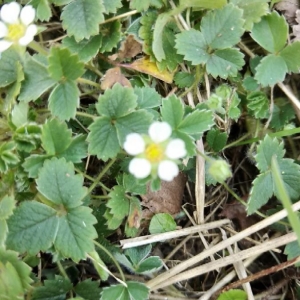 Photographie n°2278046 du taxon Potentilla sterilis (L.) Garcke [1856]