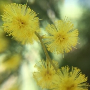 Photographie n°2278107 du taxon Acacia dealbata Link [1822]