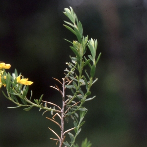 Photographie n°2278109 du taxon Genista anglica L. [1753]