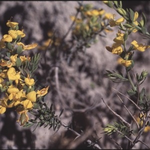 Photographie n°2278110 du taxon Genista anglica L. [1753]