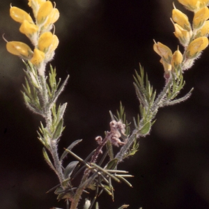 Photographie n°2278122 du taxon Genista hispanica L. [1753]