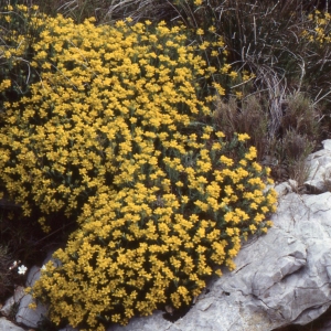 Photographie n°2278124 du taxon Genista hispanica L. [1753]