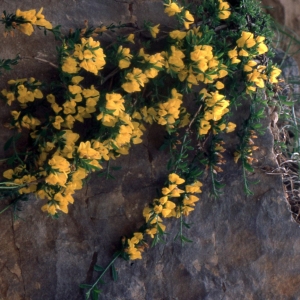 Photographie n°2278132 du taxon Genista pilosa L. [1753]