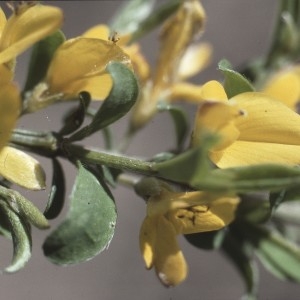 Photographie n°2278133 du taxon Genista pilosa L. [1753]