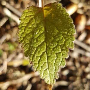 Photographie n°2278135 du taxon Lamium purpureum L. [1753]