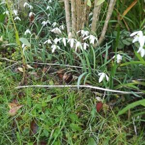 Photographie n°2278151 du taxon Galanthus nivalis L. [1753]