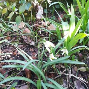 Photographie n°2278152 du taxon Galanthus nivalis L. [1753]