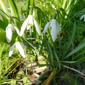 Photographie n°2278153 du taxon Galanthus nivalis L. [1753]