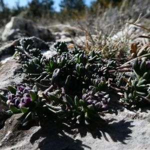 Photographie n°2278155 du taxon Iberis saxatilis L. [1756]