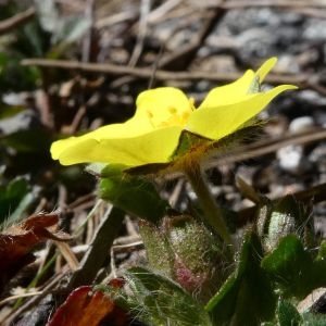 Photographie n°2278173 du taxon Potentilla crantzii (Crantz) Beck ex Fritsch [1897]