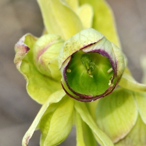 Photographie n°2278179 du taxon Helleborus foetidus L.