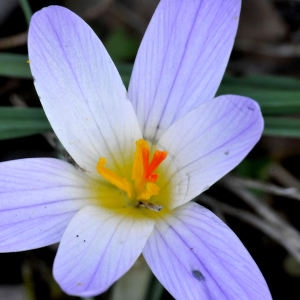 Photographie n°2278184 du taxon Crocus versicolor Ker Gawl. [1808]