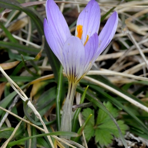 Photographie n°2278185 du taxon Crocus versicolor Ker Gawl. [1808]