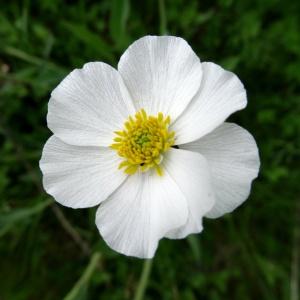 Photographie n°2278257 du taxon Ranunculus amplexicaulis L. [1753]