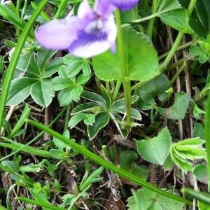 Photographie n°2278279 du taxon Viola canina L. [1753]