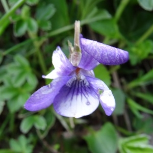 Photographie n°2278280 du taxon Viola canina L. [1753]