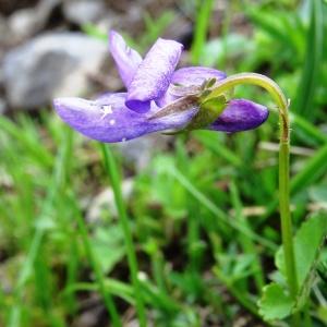 Photographie n°2278281 du taxon Viola canina L. [1753]