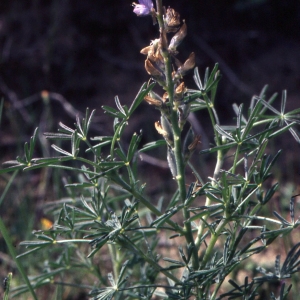  - Lupinus angustifolius subsp. reticulatus (Desv.) Arcang. [1882]