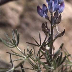  - Lupinus angustifolius subsp. reticulatus (Desv.) Arcang. [1882]