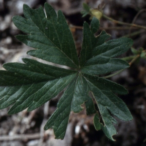 Photographie n°2278312 du taxon Potentilla crantzii (Crantz) Beck ex Fritsch [1897]