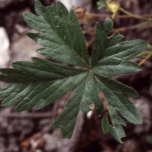 Potentilla baldensis Zimmeter (Potentille de Crantz)