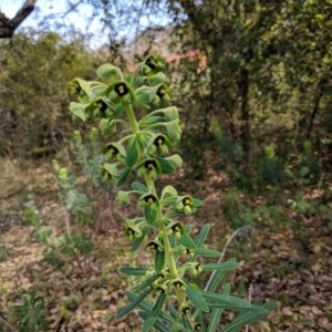 Photographie n°2278355 du taxon Euphorbia characias L. [1753]