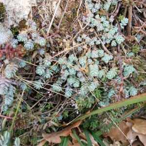 Photographie n°2278397 du taxon Sedum dasyphyllum L. [1753]