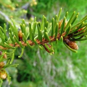 Photographie n°2278506 du taxon Picea abies (L.) H.Karst. [1881]