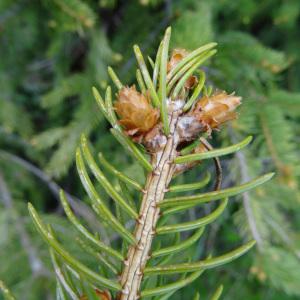 Photographie n°2278507 du taxon Picea abies (L.) H.Karst. [1881]