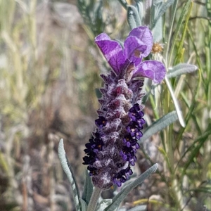 Photographie n°2278576 du taxon Lavandula stoechas L. [1753]