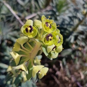 Photographie n°2278579 du taxon Euphorbia characias L. [1753]