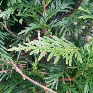 Photographie n°2278676 du taxon Thuja occidentalis L. [1753]