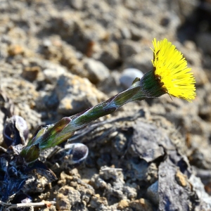 Photographie n°2278711 du taxon Tussilago farfara L. [1753]