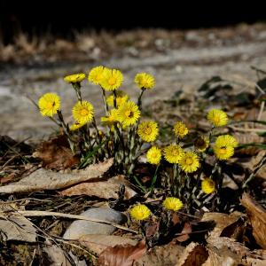 Photographie n°2278712 du taxon Tussilago farfara L. [1753]