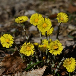 Photographie n°2278713 du taxon Tussilago farfara L. [1753]