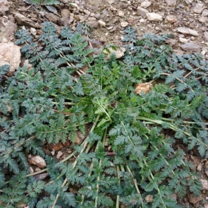 Photographie n°2278759 du taxon Erodium cicutarium (L.) L'Hér. [1789]