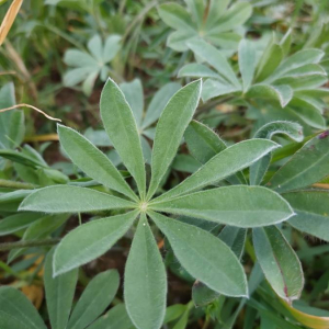 Photographie n°2278761 du taxon Lupinus luteus L. [1753]