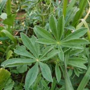 Photographie n°2278762 du taxon Lupinus luteus L. [1753]