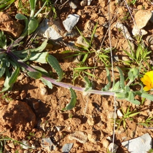 Photographie n°2278781 du taxon Calendula arvensis L. [1763]