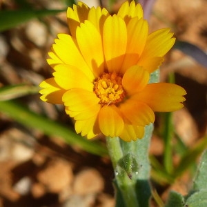 Photographie n°2278782 du taxon Calendula arvensis L. [1763]